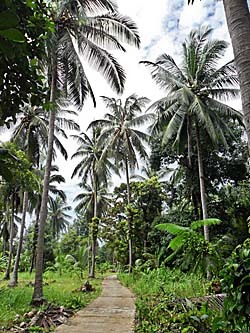 'Palm Trees' by Asienreisender